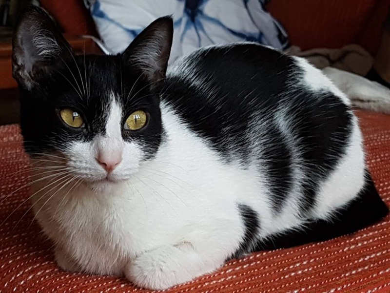 Foto Minet