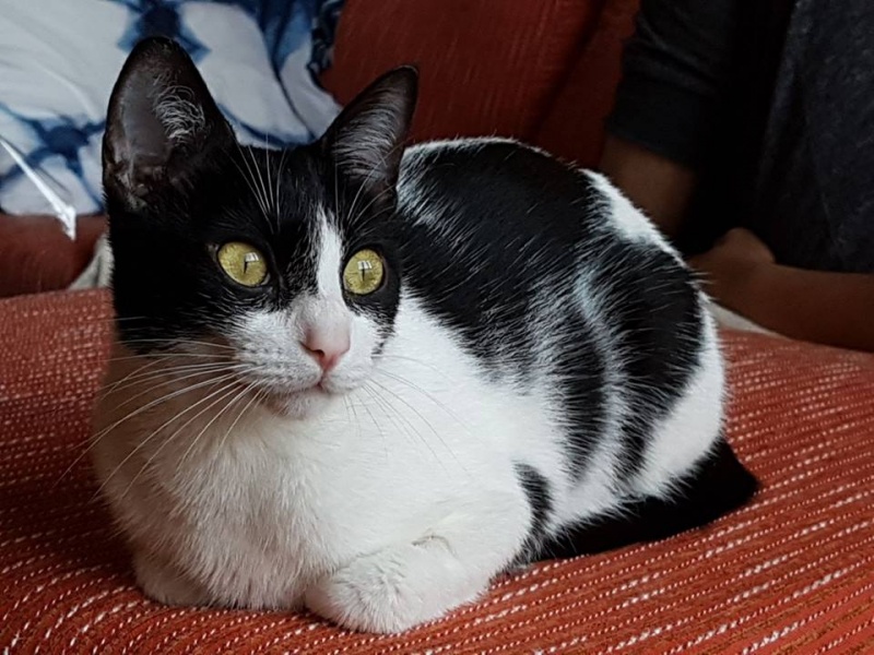Foto Minet