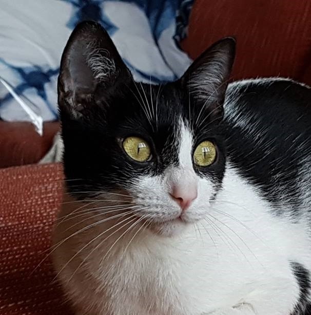 Foto Minet