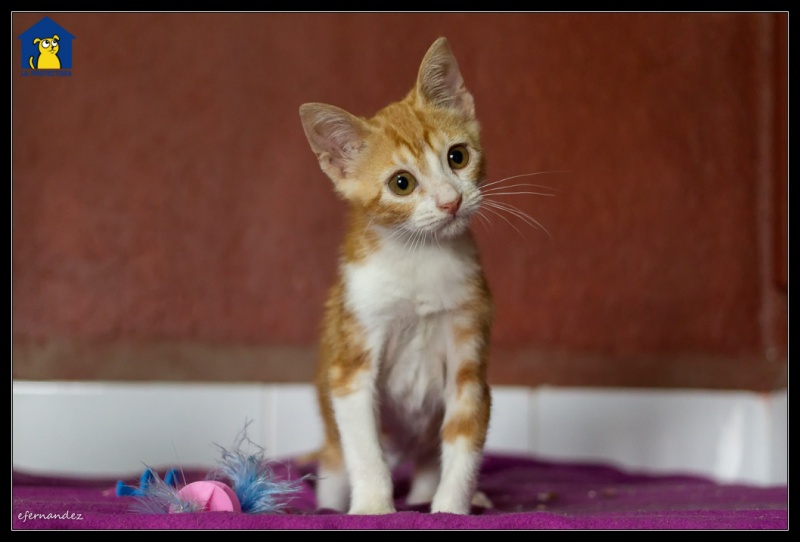 Foto Rambo