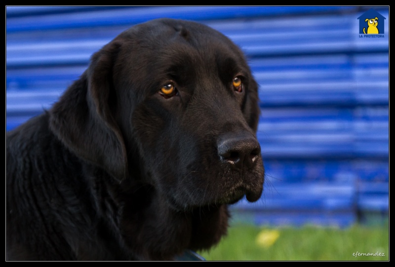 Foto Negrita