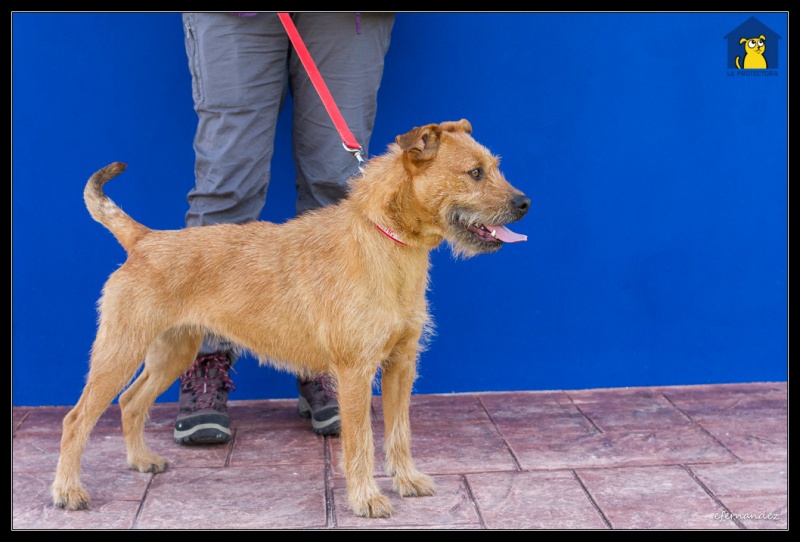 Foto Perla