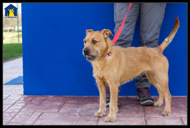 Foto Perla