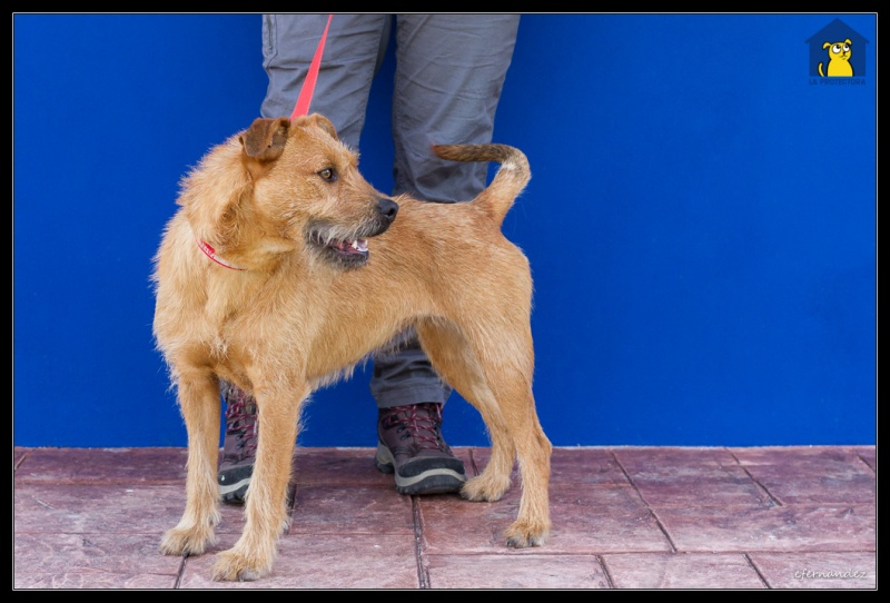 Foto Perla