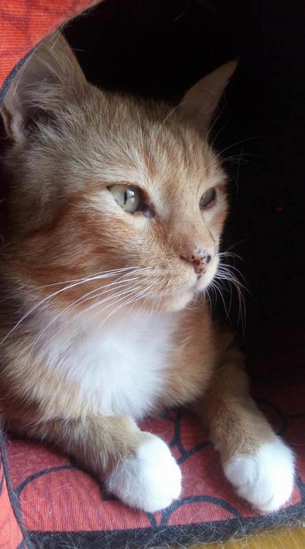 Foto Odín