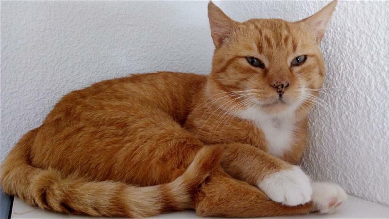 Foto Odín