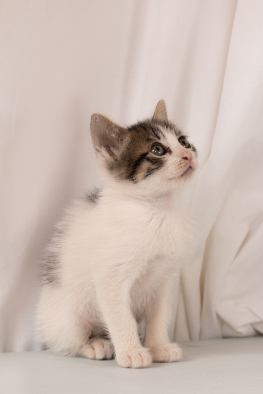 Foto Tala