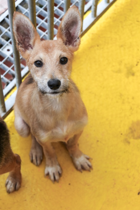 Foto Coyote