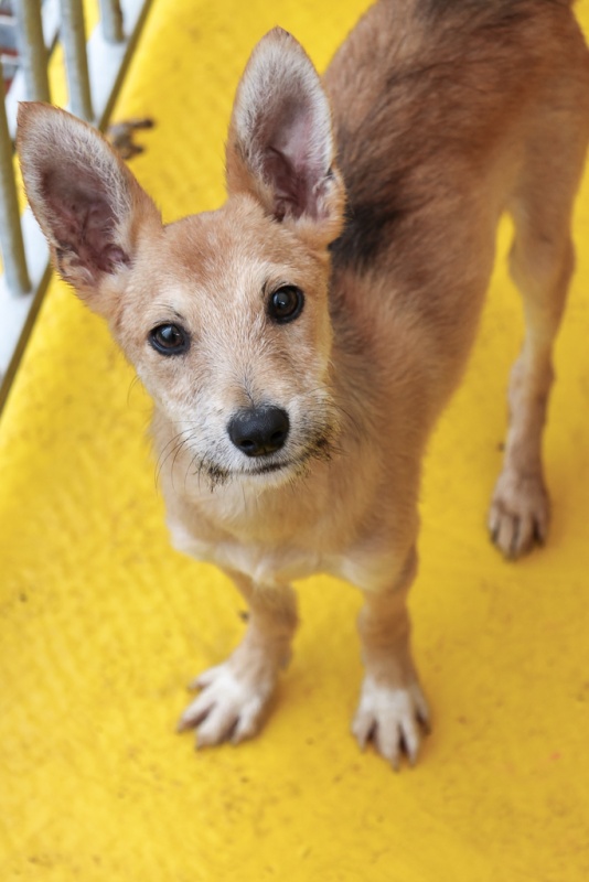 Foto Coyote