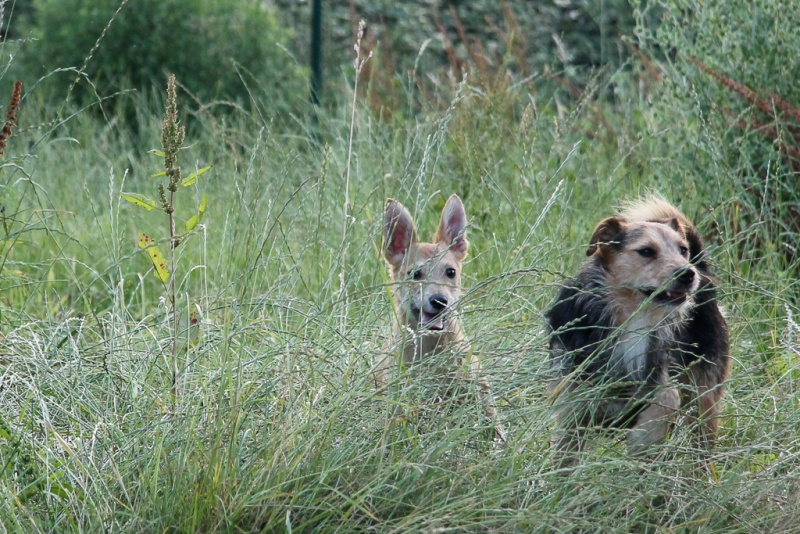 Foto Coyote