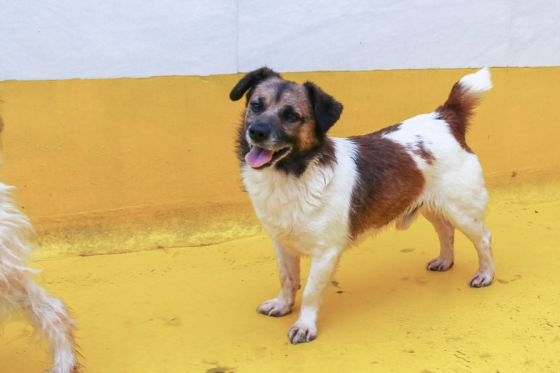 Foto Machín