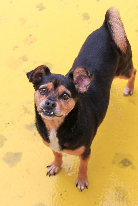 Foto Rufo