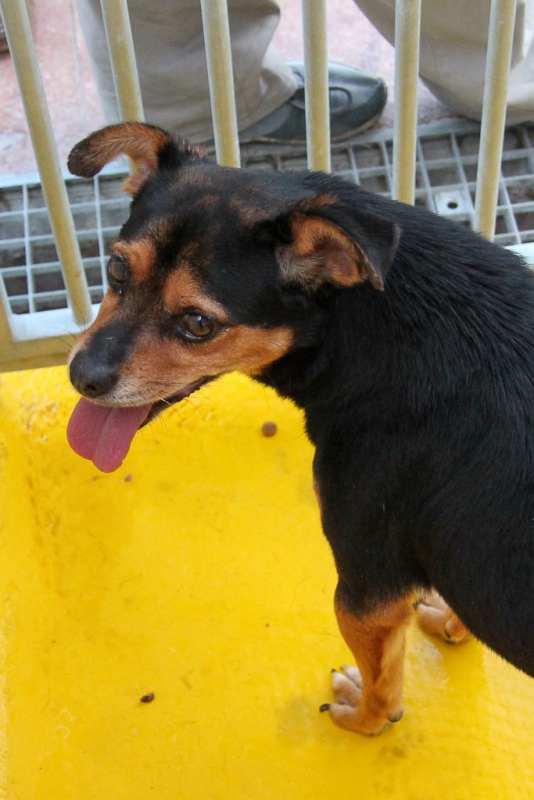 Foto Rufo