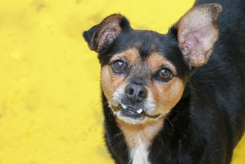 Foto Rufo