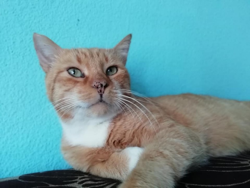 Foto Odín