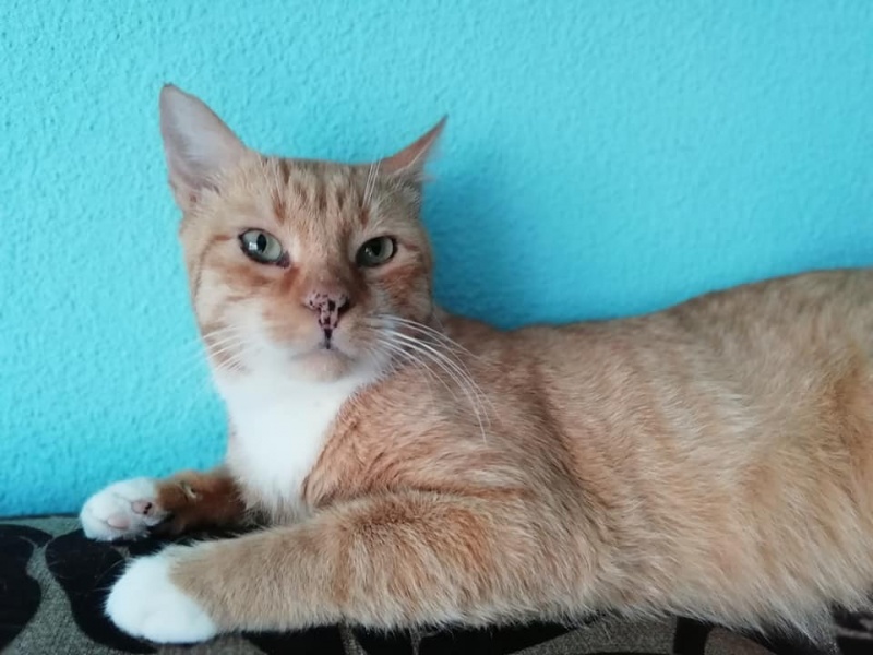 Foto Odín
