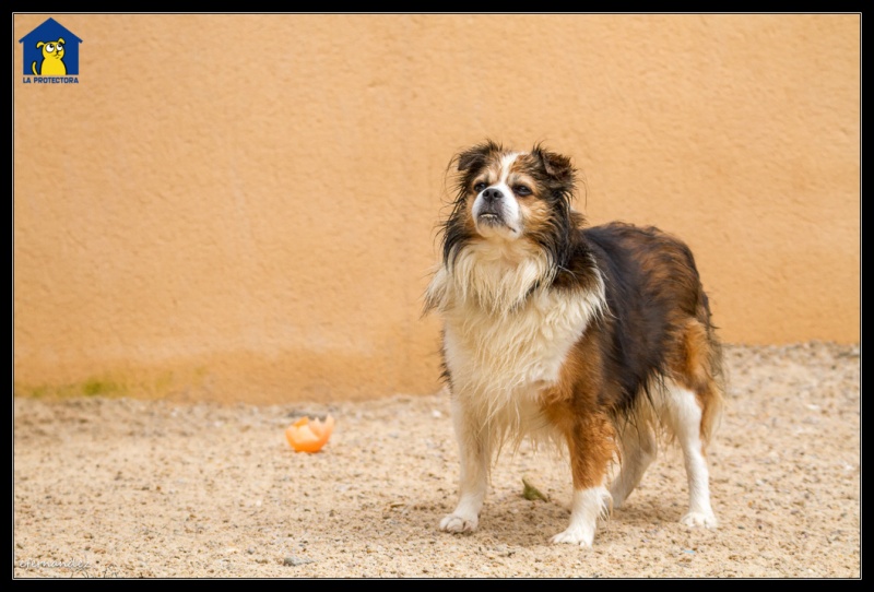 Foto Chispi