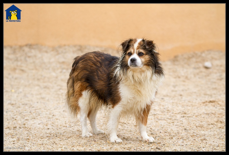 Foto Chispi