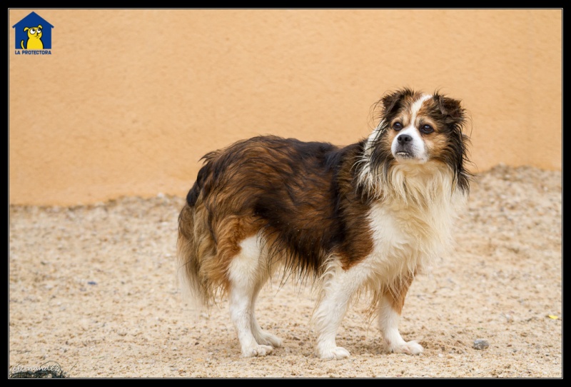 Foto Chispi