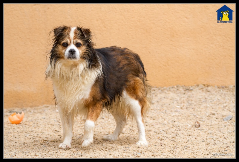 Foto Chispi