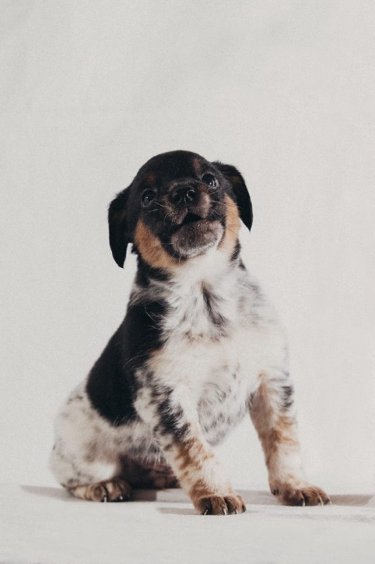 Foto Arlo