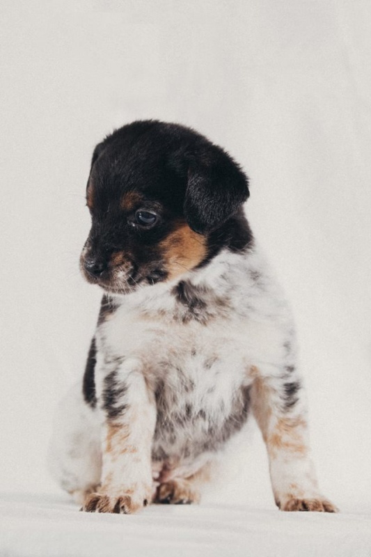 Foto Arlo