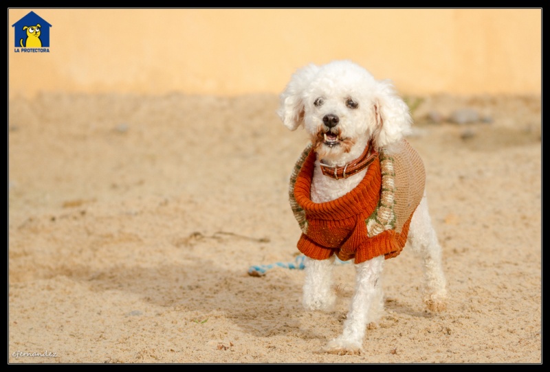 Foto Toby