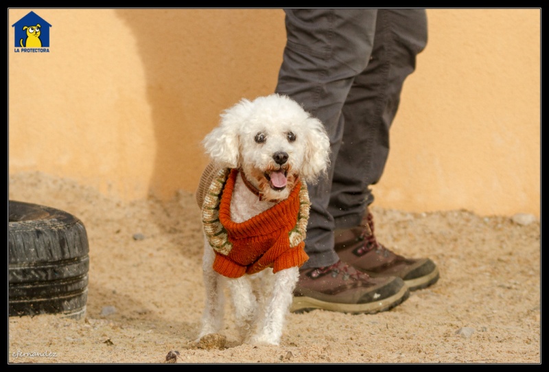 Foto Toby