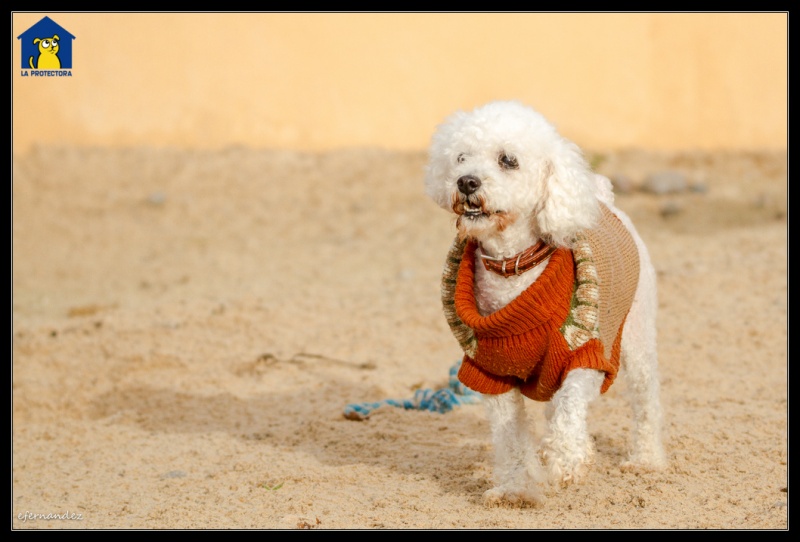 Foto Toby
