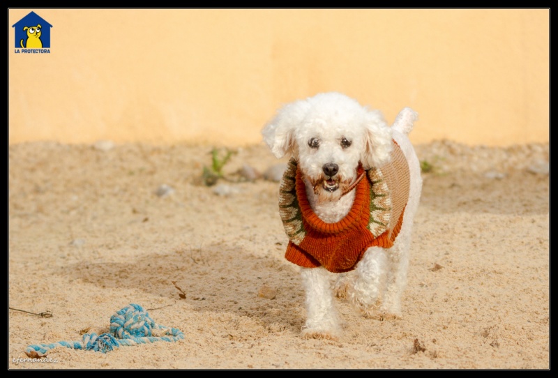 Foto Toby