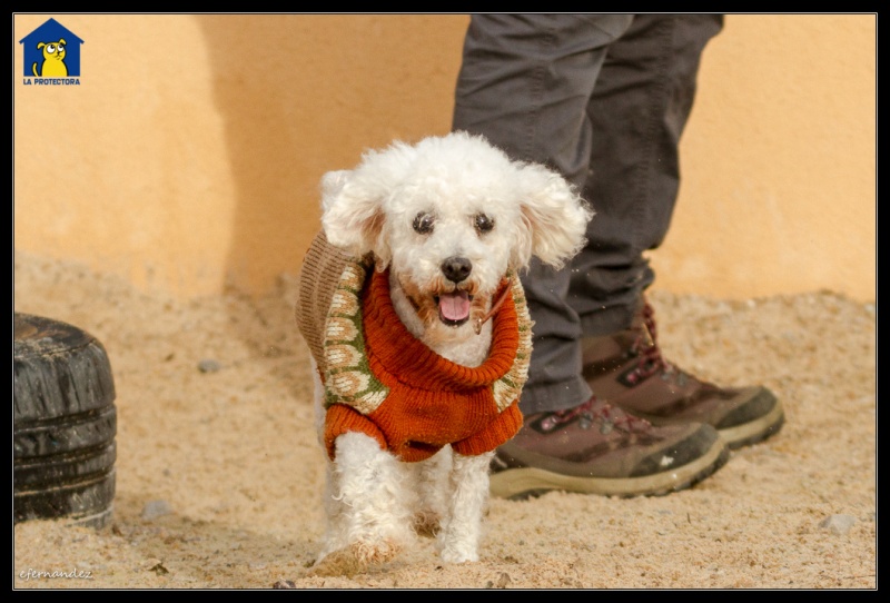 Foto Toby