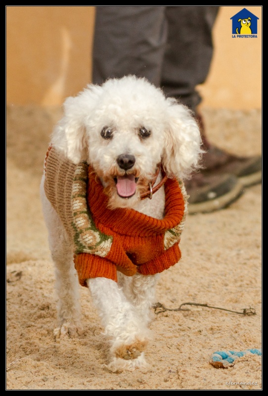 Foto Toby