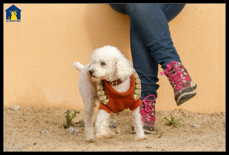 Foto Toby