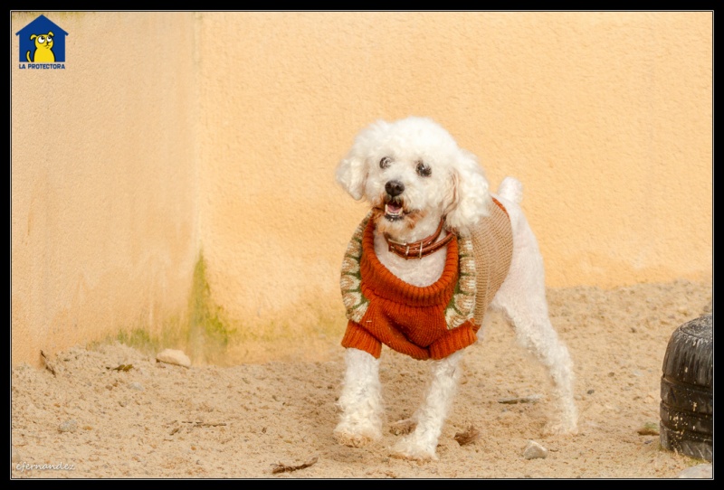 Foto Toby