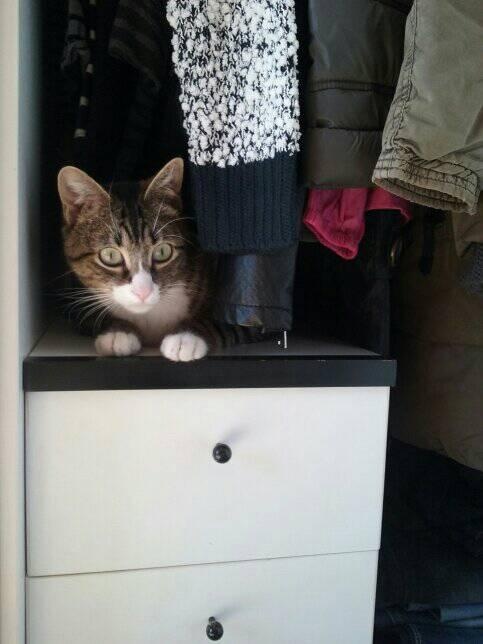 Foto Flispy