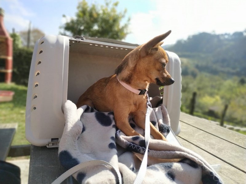 Foto Pia
