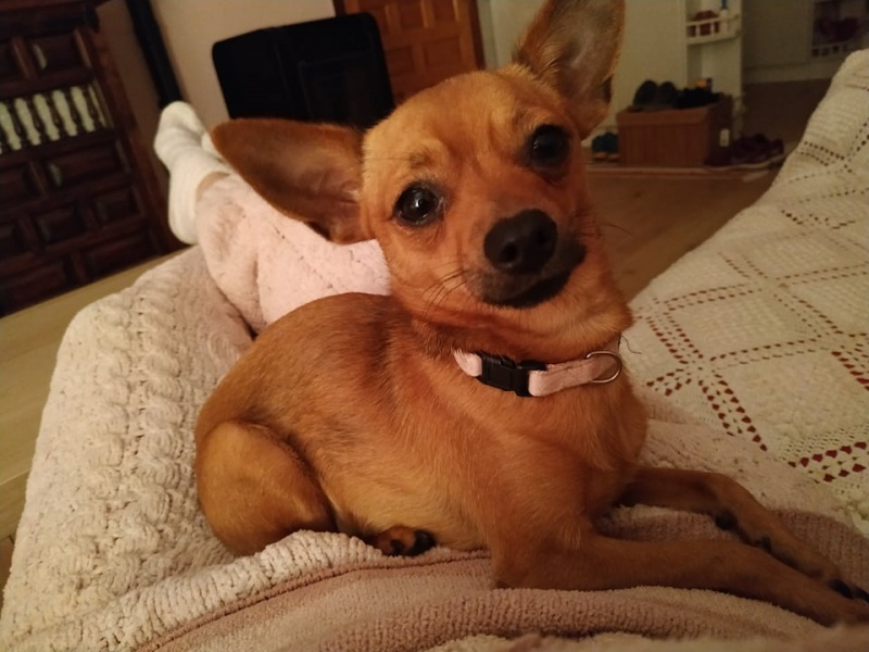 Foto Pia