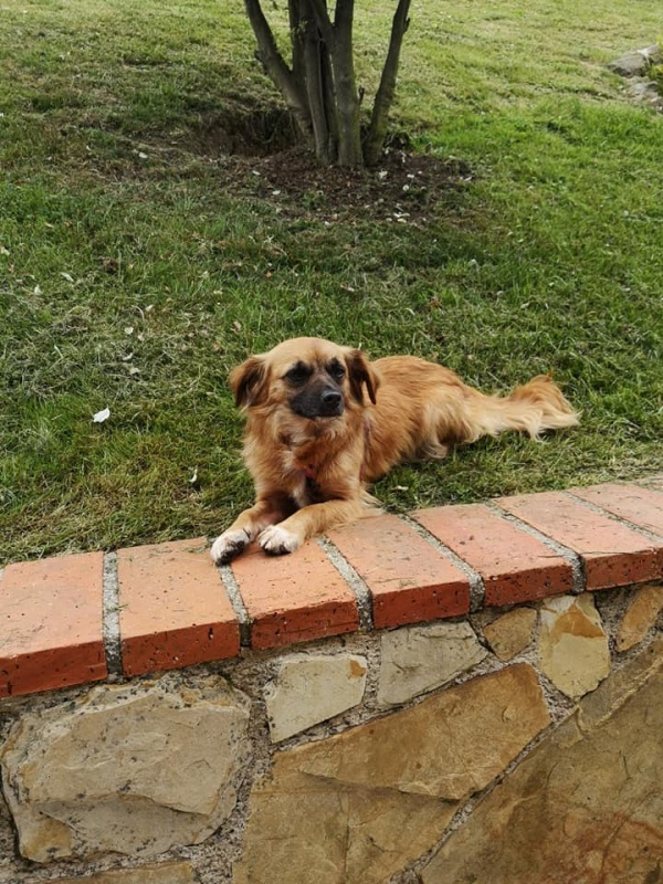 Foto Boxi