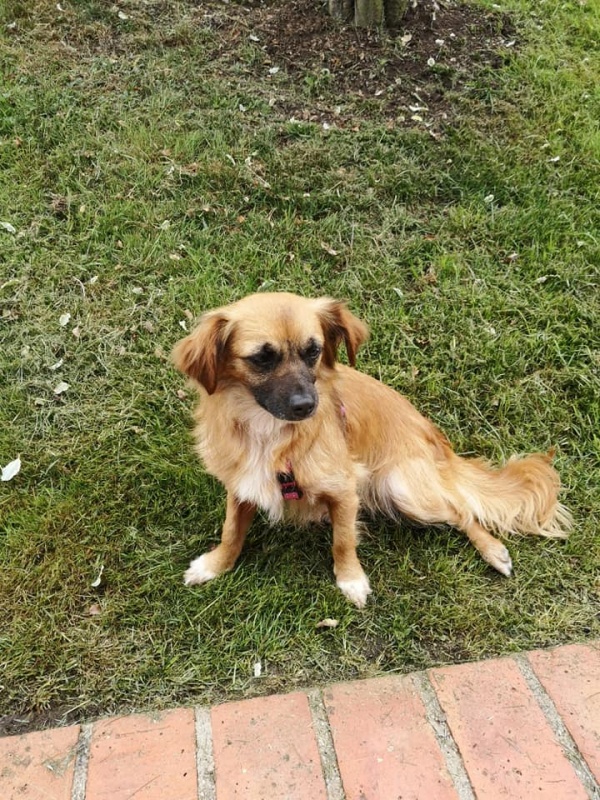 Foto Boxi