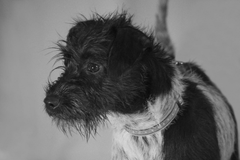 Foto Nika