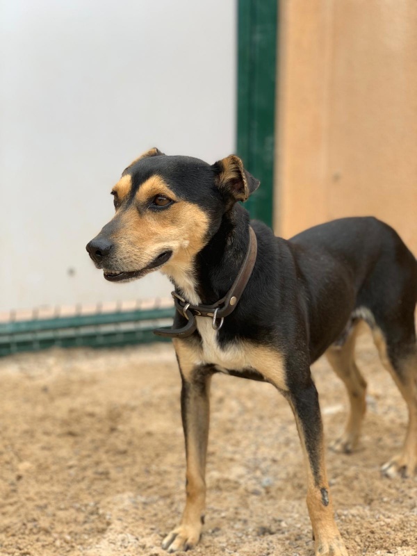 Foto Benji