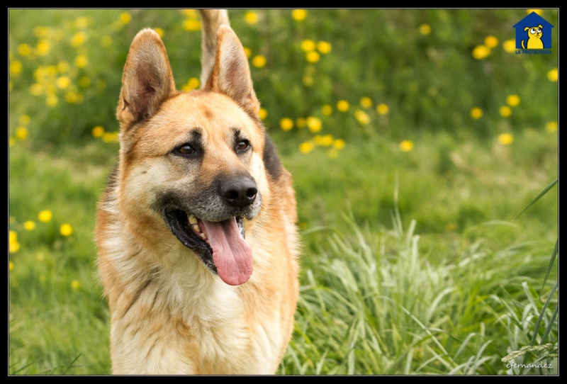 Foto Pluto