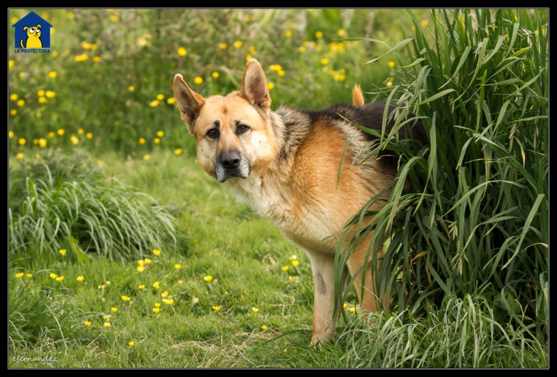 Foto Pluto