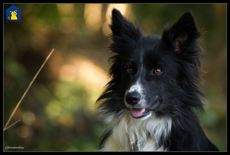 Foto Aretha