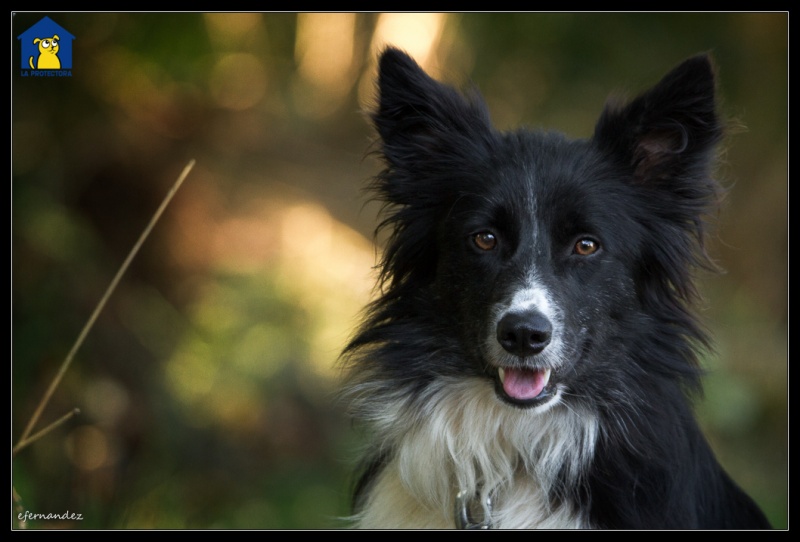Foto Aretha