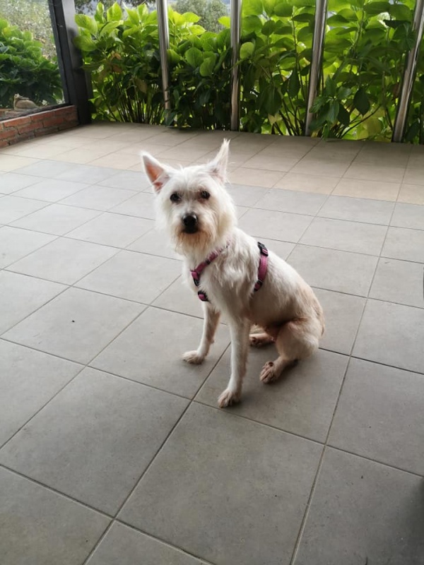 Foto Suri