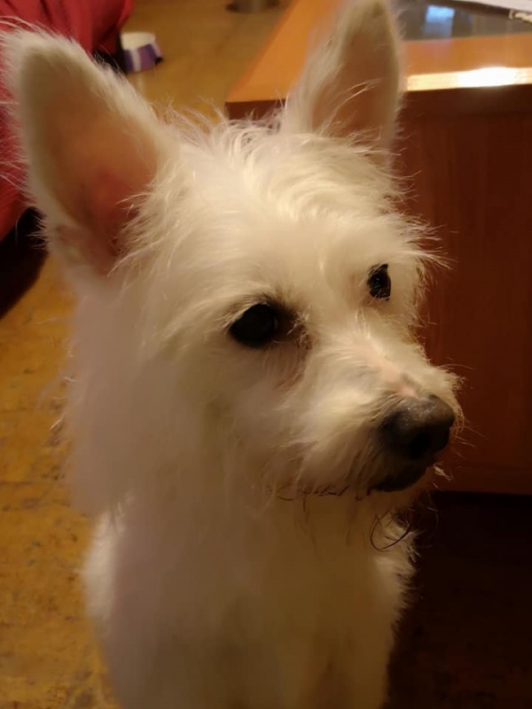 Foto Suri