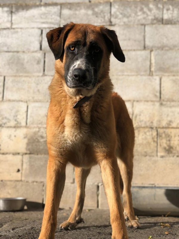 Foto Inca