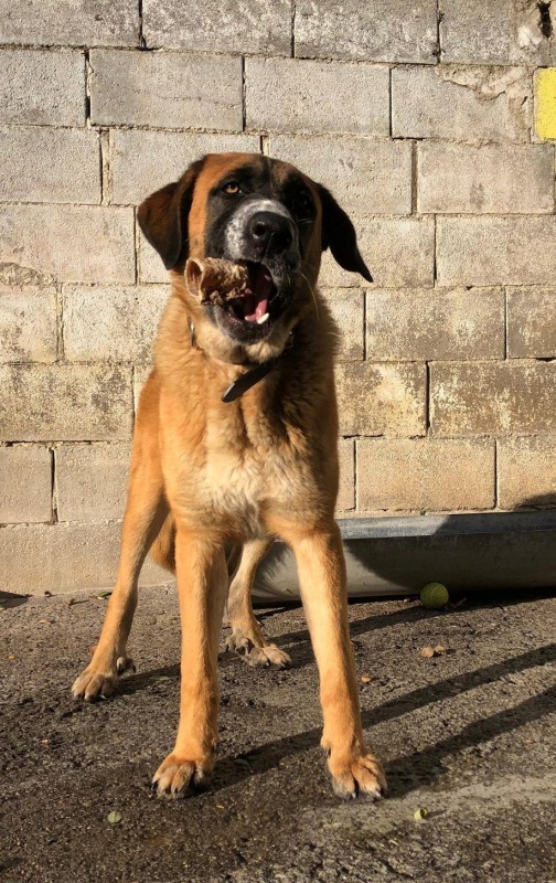 Foto Inca