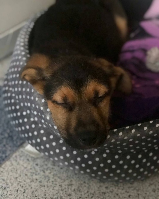 Foto Simba
